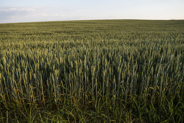 Young green wheat ears on a beautiful field with evening sunset sky. Ripening ears wheat. Agriculture. Natural product.