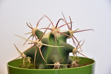 kaktus