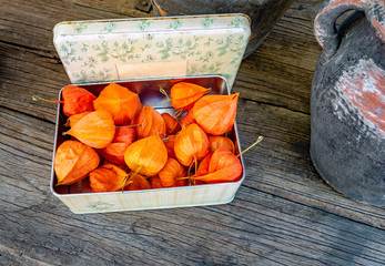 Physalis - Chinese Lantern - in a Box