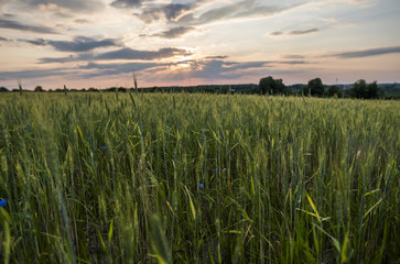 Young green wheat ears on a beautiful field with evening sunset sky. Ripening ears wheat. Agriculture. Natural product.