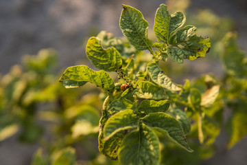 Fototapeta premium Colorado beetle on a sheet of potato bush in the garden. A dangerous pest for agriculture. Macro.