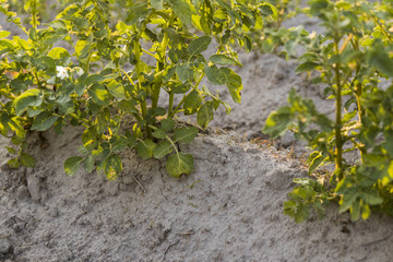 Green field of potato crops in a row. Agriculture. Growing of potato. Organic natural product.