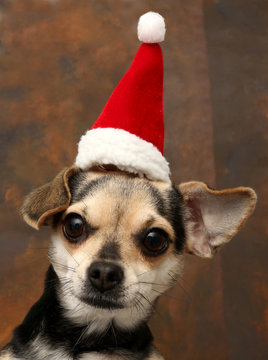Kleiner niedlicher Hund mit roter Weihnachtsmannmütze