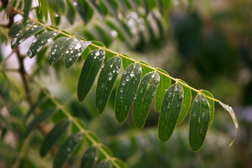 closeup of green leaf