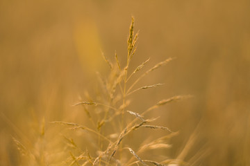 Yellow wheat ears on a field. Ripening ears wheat. Agriculture. Natural product.