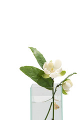 White magnolia flower and green leaf in in a glass vase on isolated background with clipping path.