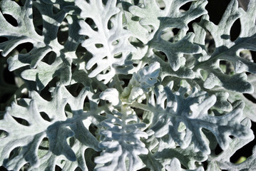 Jacobaea maritima 'Silver Dust'  (silver ragwort)  soft sepia leaves, top view background, organic texture