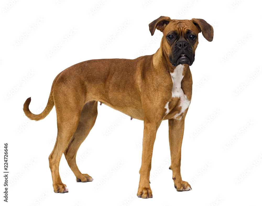 Wall mural dog boxer breed stands on a white background