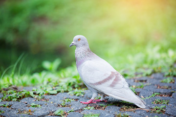 Dove free walking along street