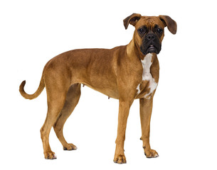 dog boxer breed stands on a white background