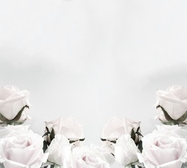 White roses frame with copy space white background - 224726806