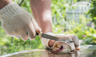 A male chef uses a knife to fillet a raw Sterlet fish on a wooden cutting board on open air. Man with hands in gloves prepare and cook fresh meal on garden grill