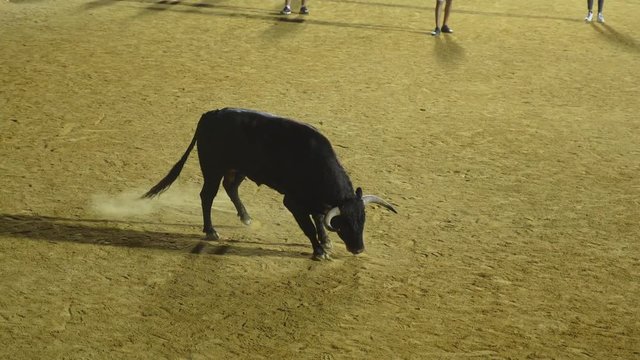 Spanish brave bull during a bullfight event.