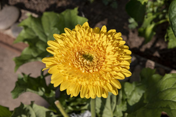 sunflower in the garden