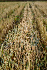 Fototapeta premium Spikes of wheat lie on the field. Cut stems during harvesting.