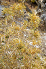 Pflanzen und Blumen der Insel Kreta