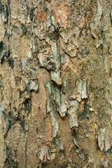Tree skin texture - closeup
