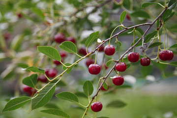 Ветка вишни со спелыми ягодами  в саду