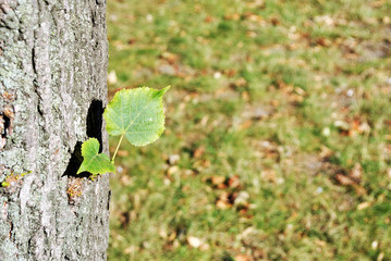 Linden leaf on tree trunk close up detail on blurry green grass background