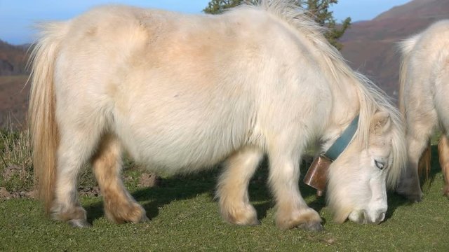 Pony cute white animal on grass mountain background