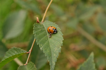 orange ladybug and ant close up