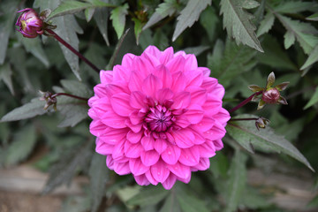 Dahlia rose