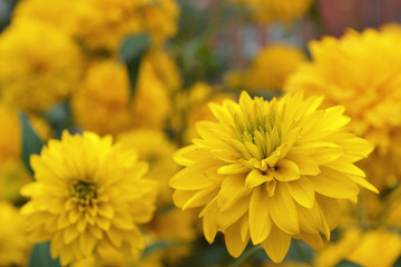 yellow chrysanthemums in the garden close up