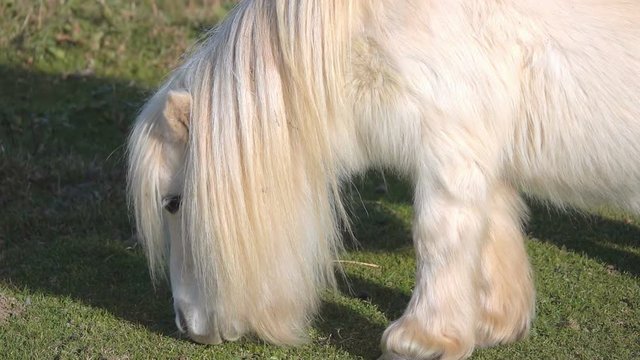 Pony cute white animal on grass 