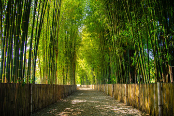 Bamboo Garden  forest,Chiang Mai, Thailand