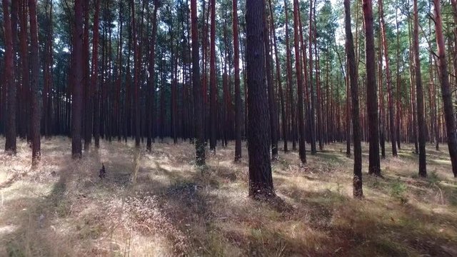 Forest, flying through Trees