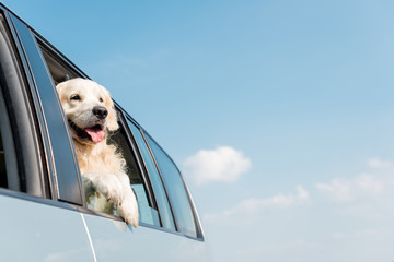 Golden retriever dog looking out car window in front of blue sky