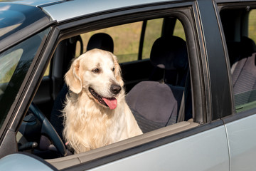 beautiful golden retriever dog looking out car window in field