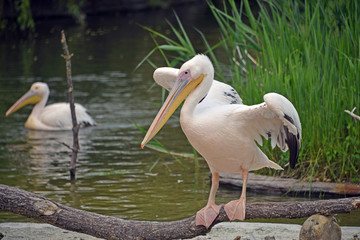 un pellicano in piedi su un tronco vicino all'acqua apre le ali