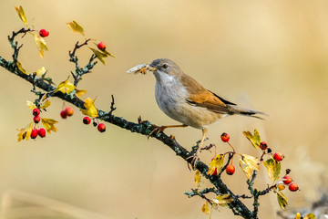 Sylvia conspicillataspain