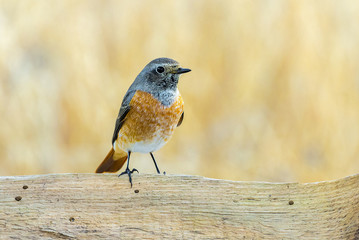 Phoenicurus phoenicurus common redstart