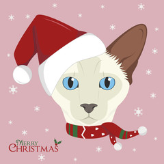 Christmas greeting card. Balinese cat wearing a scarf and a red Santa's hat