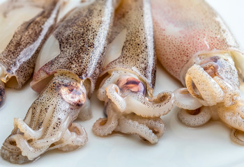 Very fresh baby squids freshly caught in the sea