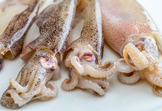 Very fresh baby squids freshly caught in the sea