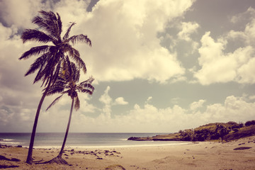 Palm trees on Anakena beach, easter island
