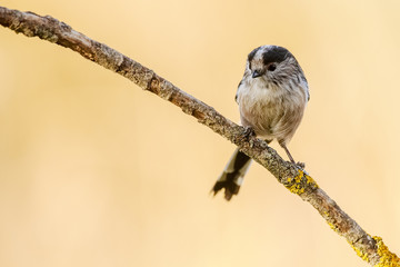 Obraz premium Aegithalos caudatus spain