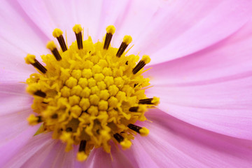 ピンクのコスモスのクローズアップ