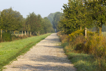 Fototapeta na wymiar Apple tree-lined dirt road in the light of the morning sun