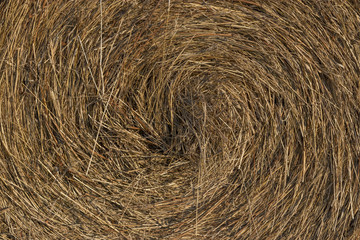 Photophone: texture of yellow and brown hay on the field on a sunny day. Golden harvest in the fall in Russia.