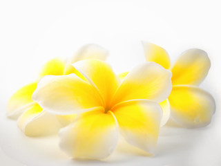 Fototapeta na wymiar Tropical flowers frangipani (plumeria) on white background.