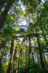 Giant Sequoia redwood forest, Rotorua, New Zealand