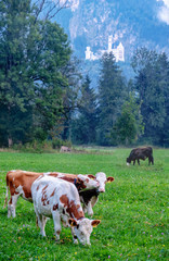 Alpine Kühe mit Hörnern, Kälbchen, Wiese, Weide, Herde vor Wald, Tannen, im Hintergrund das berühmte Schloss Neuschwanstein am Berg mit Wolken und Nebel, Füssen, Bayern, Deutschland, Europa