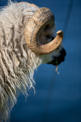 Färöer Inseln | Schaf