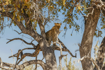 Fototapeta na wymiar Leopard ( Panthera Pardus) in a tree with beautiful sunlight on his face, Etosha National Park, Namibia.