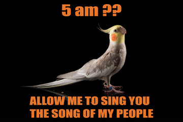 Funny Parrot meme, Cockatiel Portrait, 5 am?, Let me sing you the song of my people. cool memes and quotes - obrazy, fototapety, plakaty