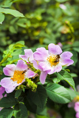 Flower of dog-rose closeup with a bee collecting nectar on it